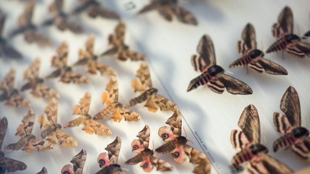 Sphinx moths in display box in Armas Järvelä’s Lepidoptera Collection.