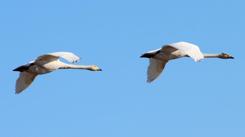 Two swans on their spring migration.
