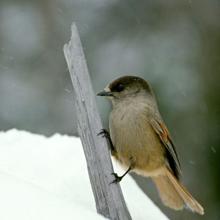 Siberian jay in nature in winter time.