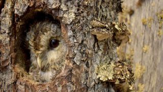 Kattugglan kikar från sitt bo i trädstammen i Veikko Salkios naturaliesamling.