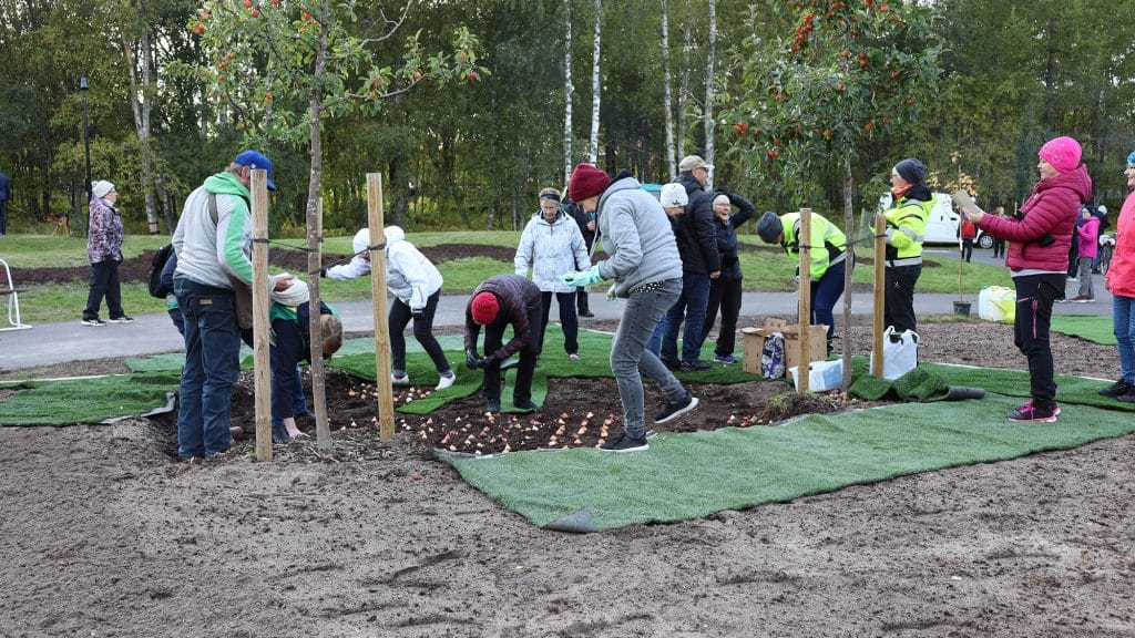 Suuri joukko ihmisiä istuttamassa tulppaaneja Brita Marian puistoon. Istuttajat ovat pukeutuneet takkeihin ja huppareihin sekä pitkiin housuihin. Istutuspaikan taustalla näkyy pyörätie ja sen takana metsää.