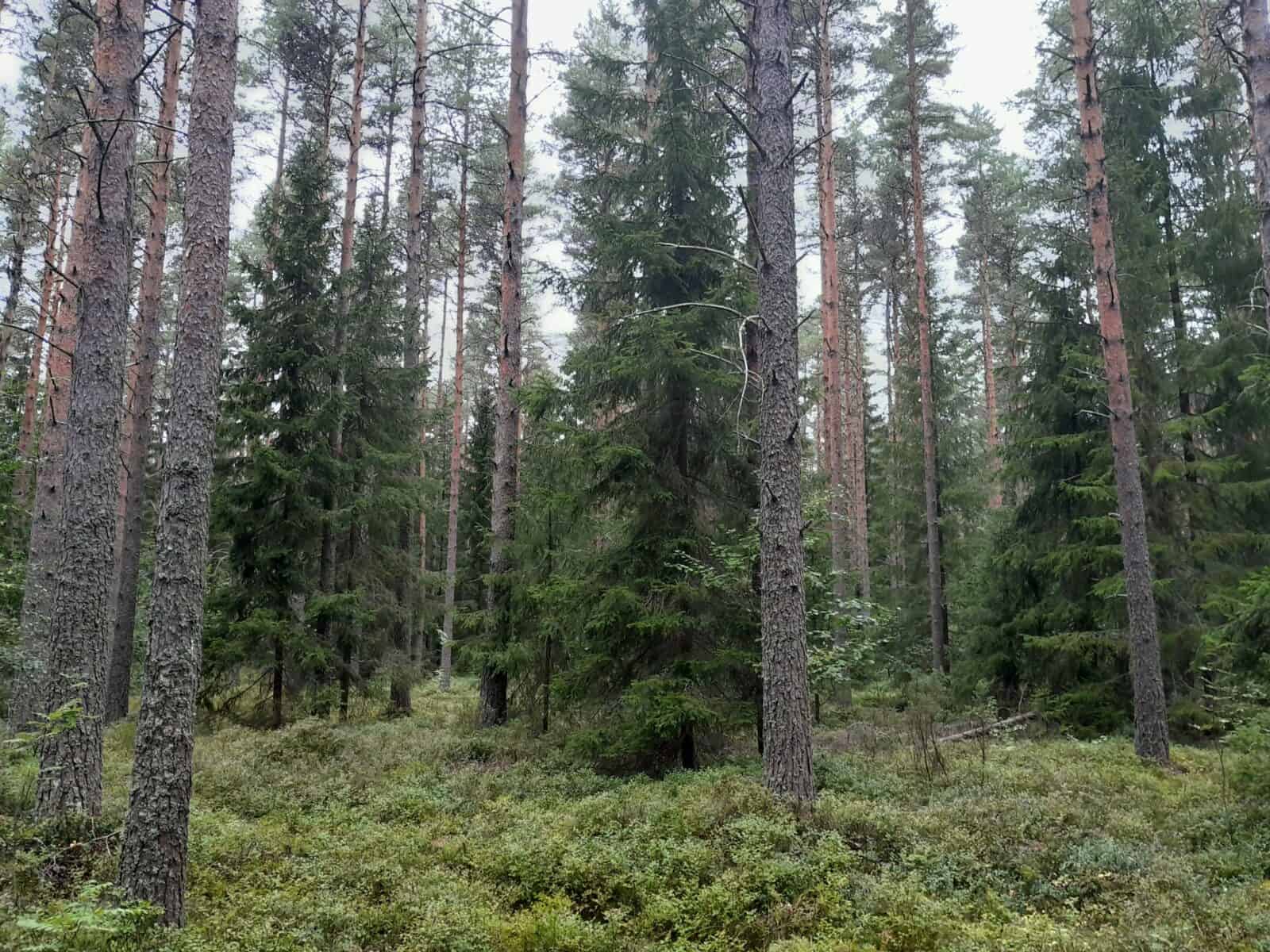 Syksyinen metsä, jossa mäntyjä, kuusia ja lehtipuita