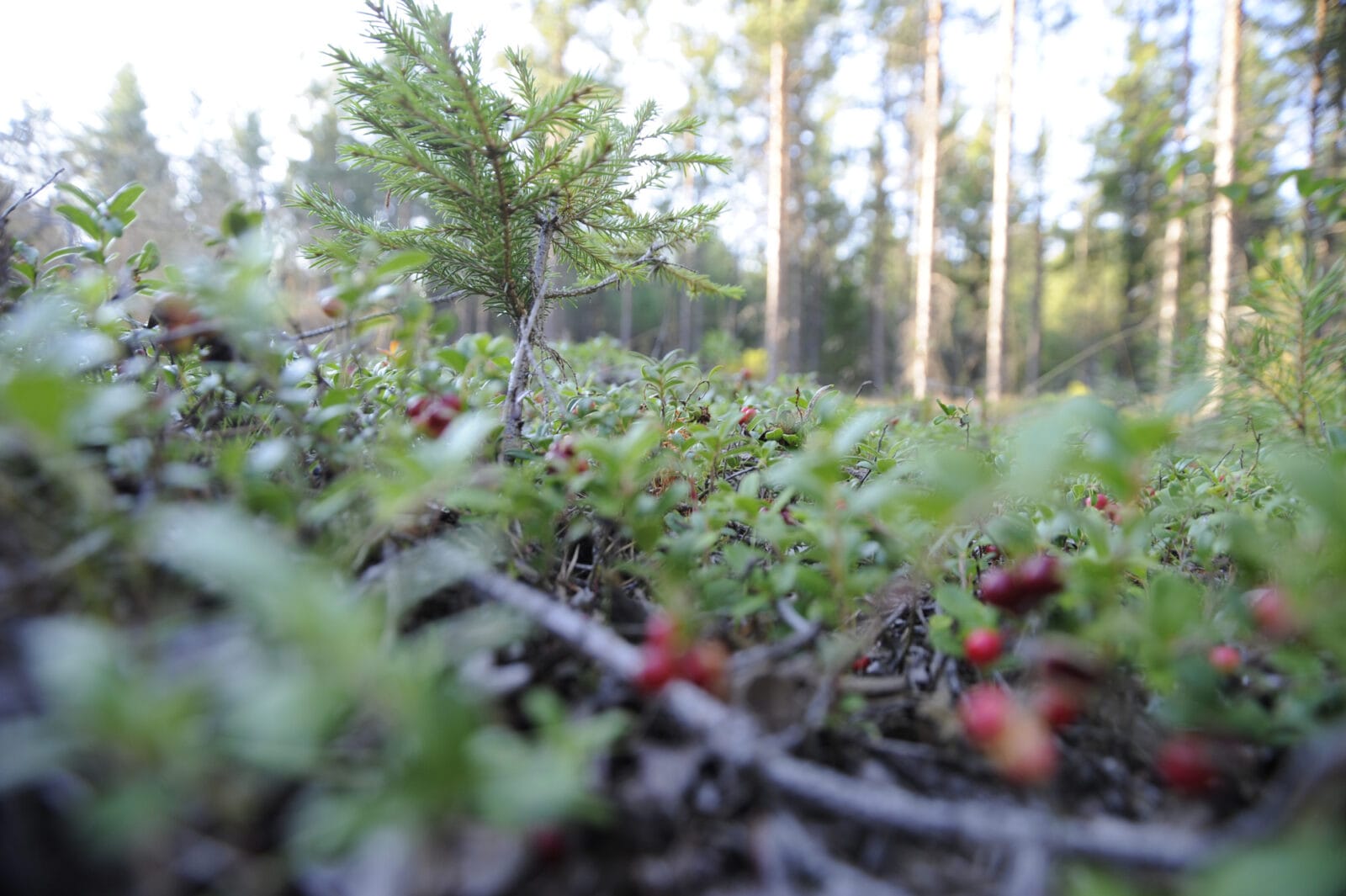 Metsäistä maastoa, etualalla puolukanvarpuja